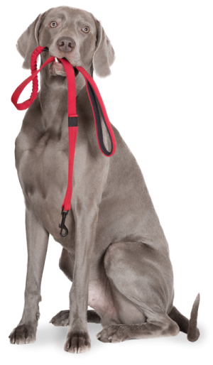 Symbolbild Hund mit Leine