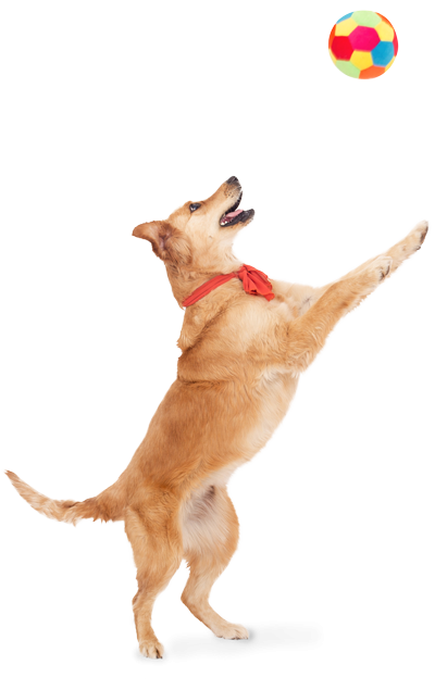 Symbolbild spielender Hund