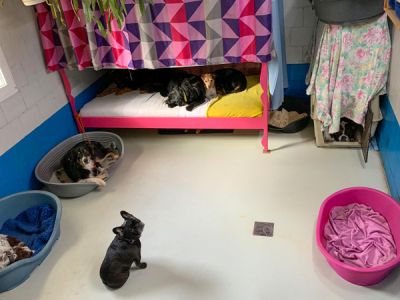 Impression Hundenpension