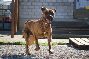 Impression Hundepension